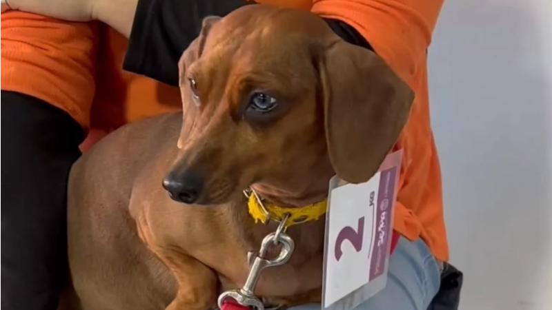 CAMPAÑA MUNICIPAL DE CASTRACIÓN CANINA