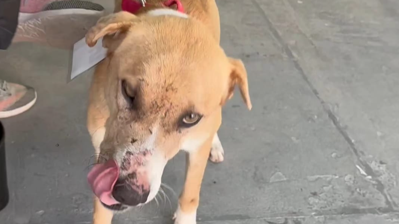 CAMPAÑA MUNICIPAL DE CASTRACIÓN CANINA